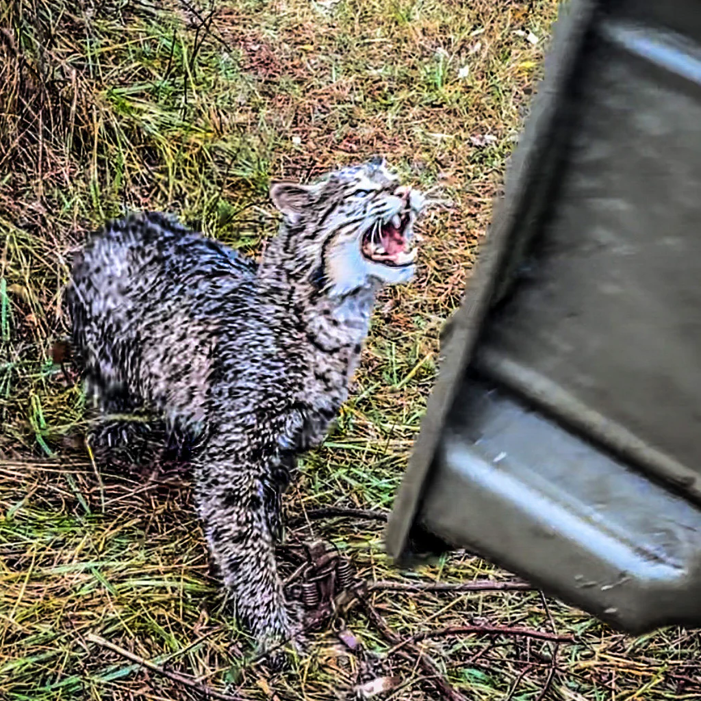 MODERN TRAPPING - Image 10