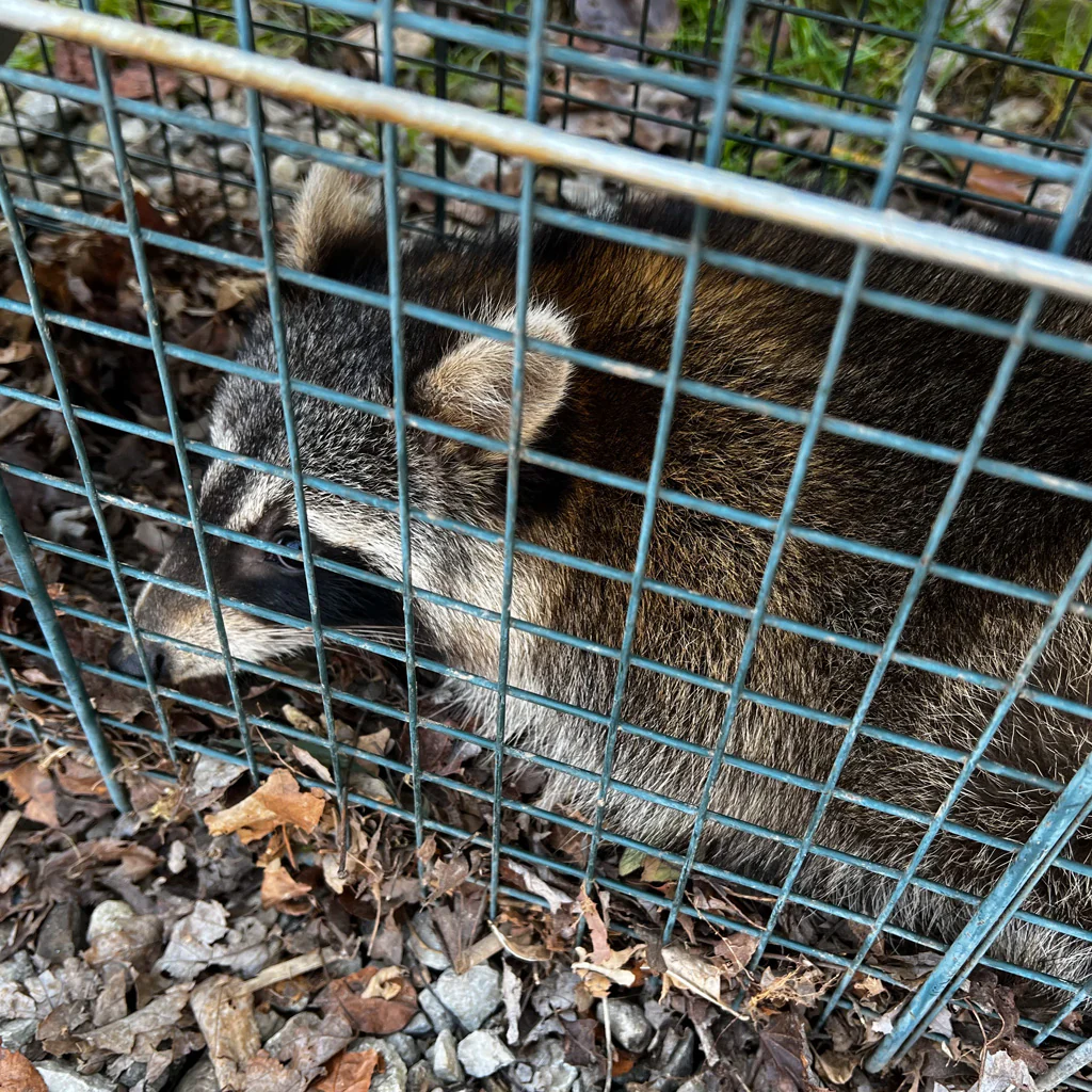 MODERN TRAPPING - Image 7