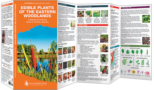 Pathfinder - Edible Plants of the Eastern Woodlands - Image 3